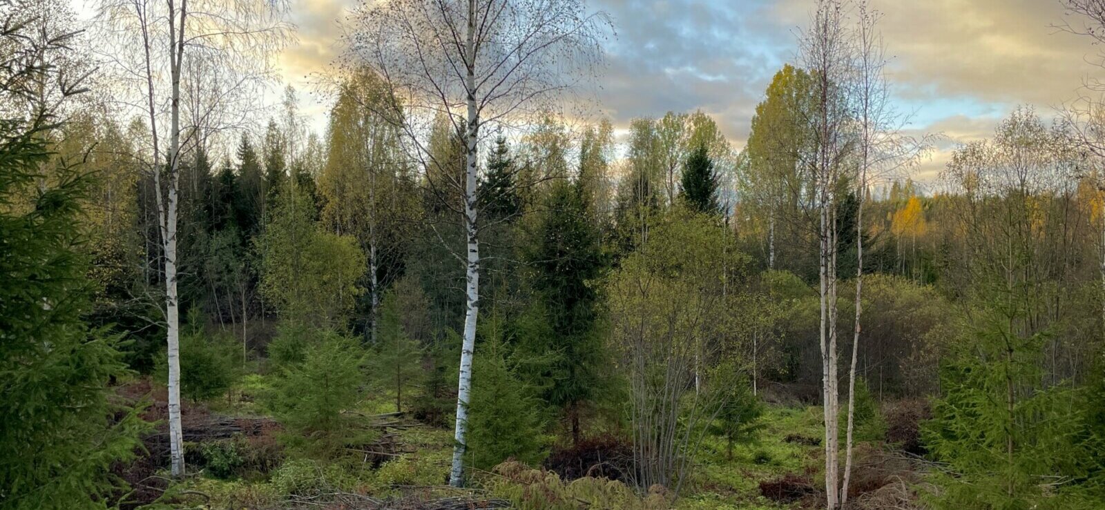 Vitreon metsä